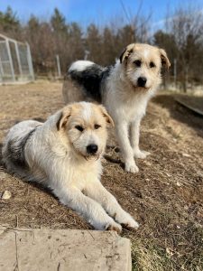 Hershey and Harley two Romanian rescue dogs | 1 Dog At A Time Rescue UK