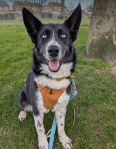 Skye a black and white rescue dog | 1 dog at a time rescue UK