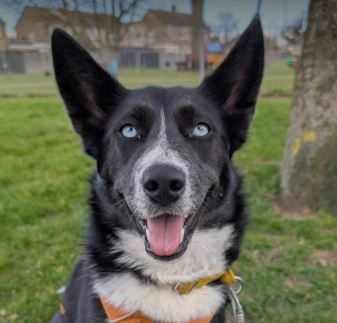 Skye a black and white rescue dog | 1 dog at a time rescue UK