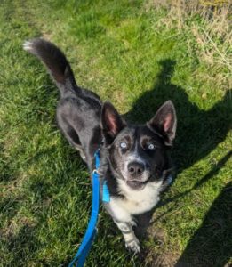 Skye a black and white rescue dog | 1 dog at a time rescue UK
