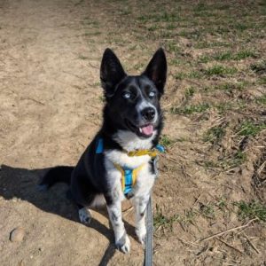 Skye a black and white rescue dog | 1 dog at a time rescue UK