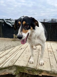 Treacle a white black and tan large Romanian rescue dog | 1 Dog At A Time Rescue UK