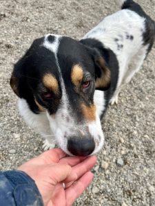 Treacle a large Romanian rescue dog with his head on someone's hand | 1 Dog At A Time Rescue UK