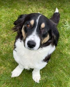 Izzy a black and white rescue dog | 1 dog at a time rescue UK
