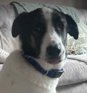 Carlos a black and white Romanian rescue dog | 1 Dog at a Time Rescue UK