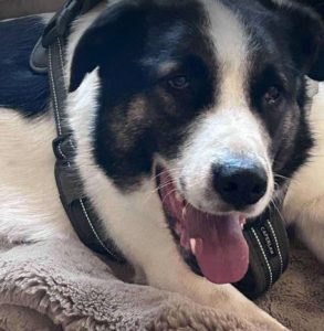 Carlos a black and white Romanian rescue dog | 1 Dog at a Time Rescue UK