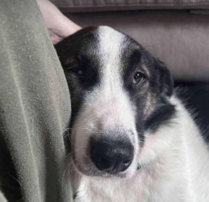 Carlos a black and white Romanian rescue dog | 1 Dog at a Time Rescue UK