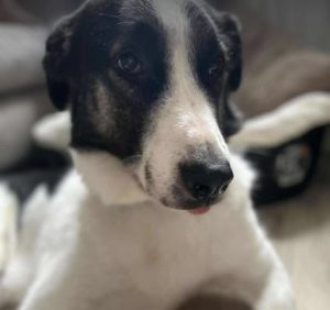Carlos a black and white Romanian rescue dog | 1 Dog at a Time Rescue UK