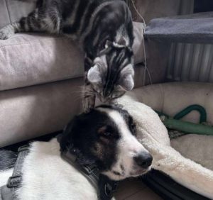 Carlos a black and white Romanian rescue dog | 1 Dog at a Time Rescue UK