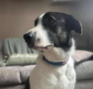 Carlos a black and white Romanian rescue dog | 1 Dog at a Time Rescue UK