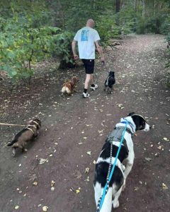 Carlos a black and white Romanian rescue dog | 1 Dog at a Time Rescue UK