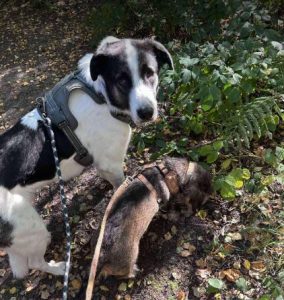 Carlos a black and white Romanian rescue dog | 1 Dog at a Time Rescue UK