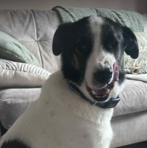 Carlos a black and white Romanian rescue dog | 1 Dog at a Time Rescue UK