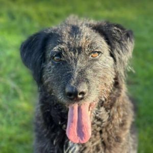 Miro a black rescue dog | 1 dog at a time rescue UK