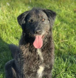 Miro a black rescue dog | 1 dog at a time rescue UK