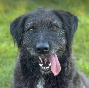 Miro a black rescue dog | 1 dog at a time rescue UK