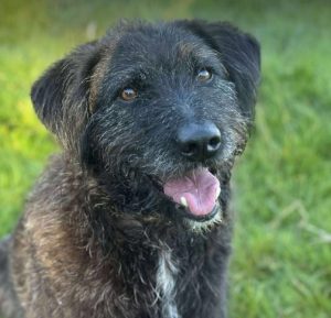 Miro a black rescue dog | 1 dog at a time rescue UK