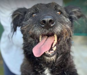 Miro a black rescue dog | 1 dog at a time rescue UK