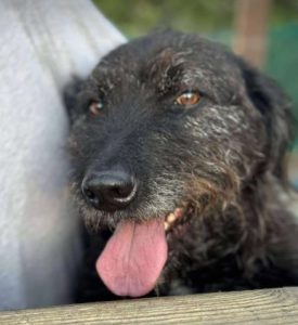 Miro a black rescue dog | 1 dog at a time rescue UK