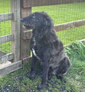 Miro a black rescue dog | 1 dog at a time rescue UK