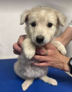 Abbie a white rescue dog_1 dog at a time rescue UK
