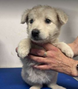 Abbie a white rescue dog_1 dog at a time rescue UK