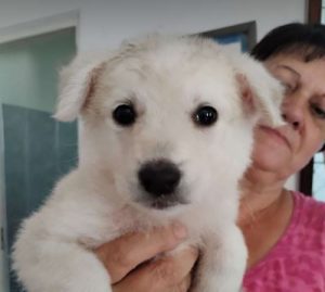 Abbie a white rescue dog_1 dog at a time rescue UK