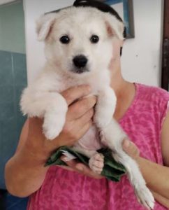 Abbie a white rescue dog_1 dog at a time rescue UK