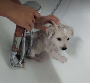 Abbie a white rescue dog_1 dog at a time rescue UK