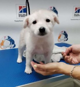 Abbie a white rescue dog_1 dog at a time rescue UK