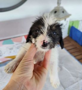 Benji a black, white and brown rescue dog|1 dog at a time rescue UK