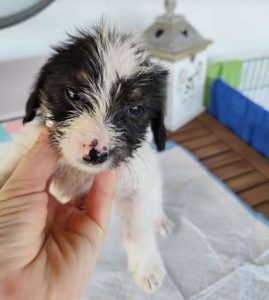 Benji a black, white and brown rescue dog|1 dog at a time rescue UK