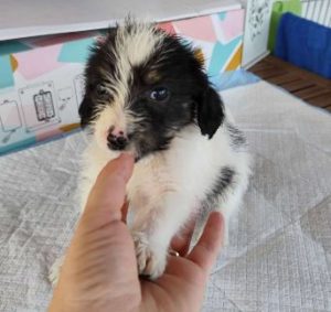 Benji a black, white and brown rescue dog|1 dog at a time rescue UK