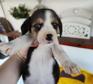 Bonnie a white, black and brown rescue dog | 1 dog at a time rescue UK