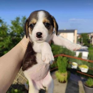 Bonnie a white, black and brown rescue dog | 1 dog at a time rescue UK