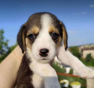 Bonnie a white, black and brown rescue dog | 1 dog at a time rescue UK