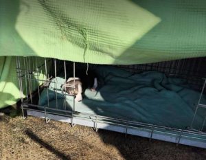 Bonnie a white, black and brown rescue dog | 1 dog at a time rescue UK