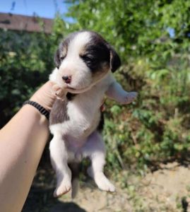Bonnie a white, black and brown rescue dog | 1 dog at a time rescue UK