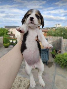 Bonnie a white, black and brown rescue dog | 1 dog at a time rescue UK