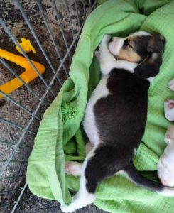 Bonnie a white, black and brown rescue dog | 1 dog at a time rescue UK