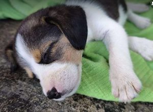 Bonnie a white, black and brown rescue dog | 1 dog at a time rescue UK