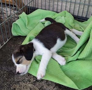 Bonnie a white, black and brown rescue dog | 1 dog at a time rescue UK