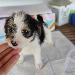 Bria a black, white and brown rescue dog|1 dog at a time rescue UK