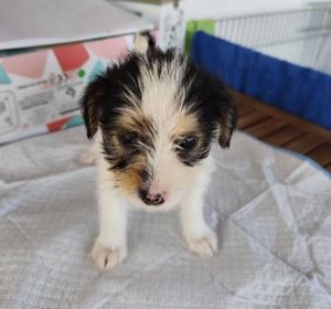 Bria a black, white and brown rescue dog|1 dog at a time rescue UK