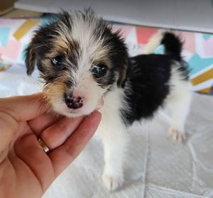 Bria a black, white and brown rescue dog|1 dog at a time rescue UK