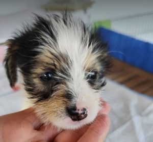 Bria a black, white and brown rescue dog|1 dog at a time rescue UK