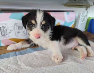 Herbie a black, white and brown rescue dog | 1 dog at a time rescue UK