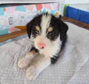 Herbie a black, white and brown rescue dog | 1 dog at a time rescue UK