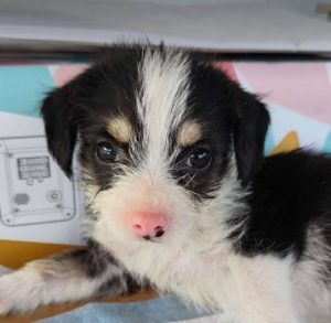 Herbie a black, white and brown rescue dog | 1 dog at a time rescue UK