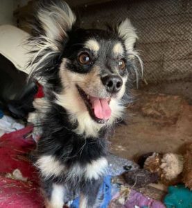 Lily a black and brown rescue dog_1 dog at a time rescue UK